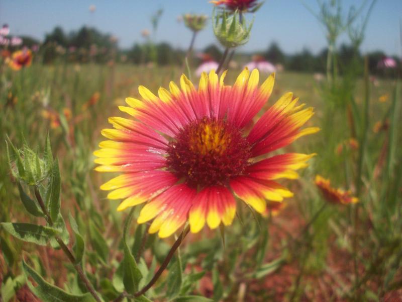 flower